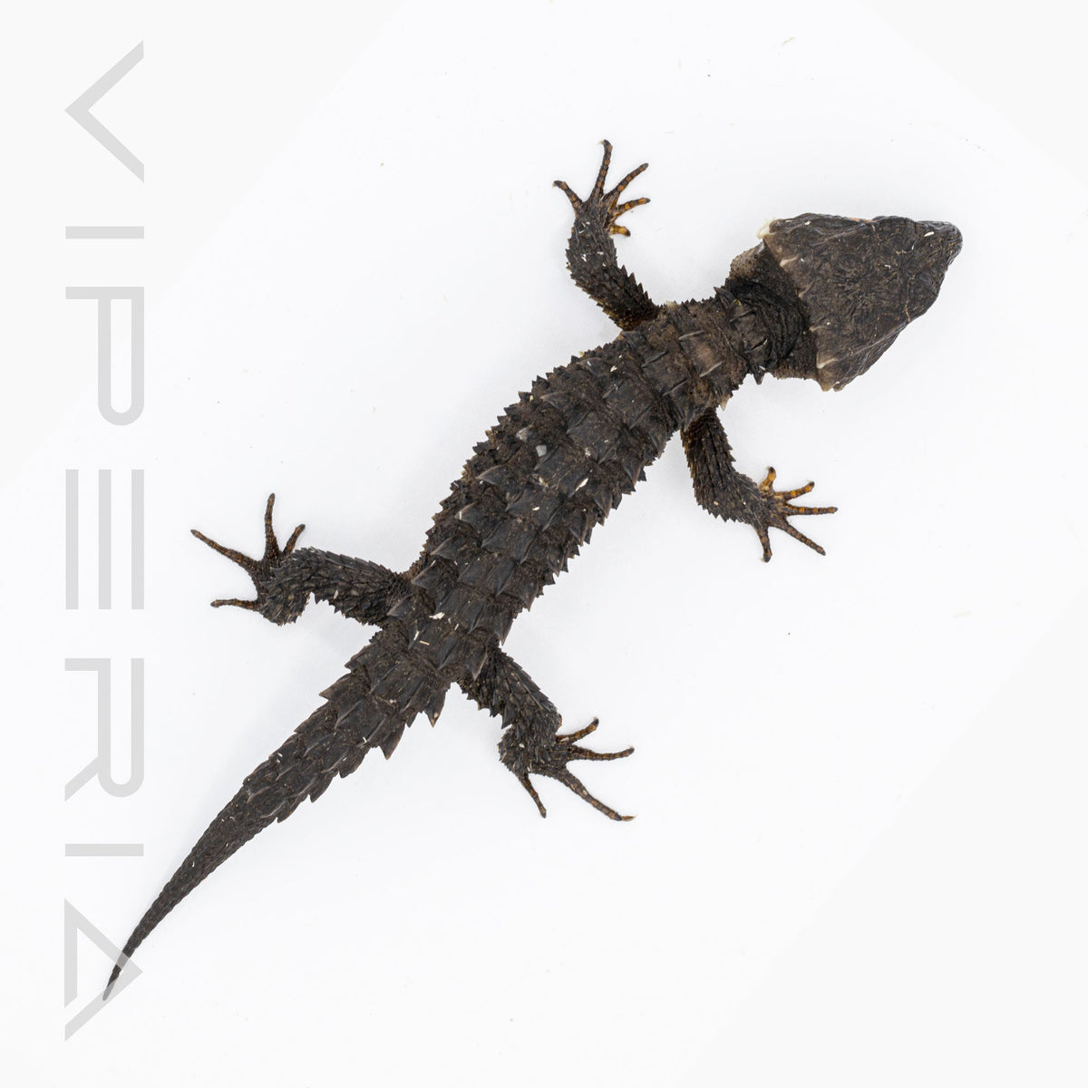 Red Eyed Crocodile Skink
