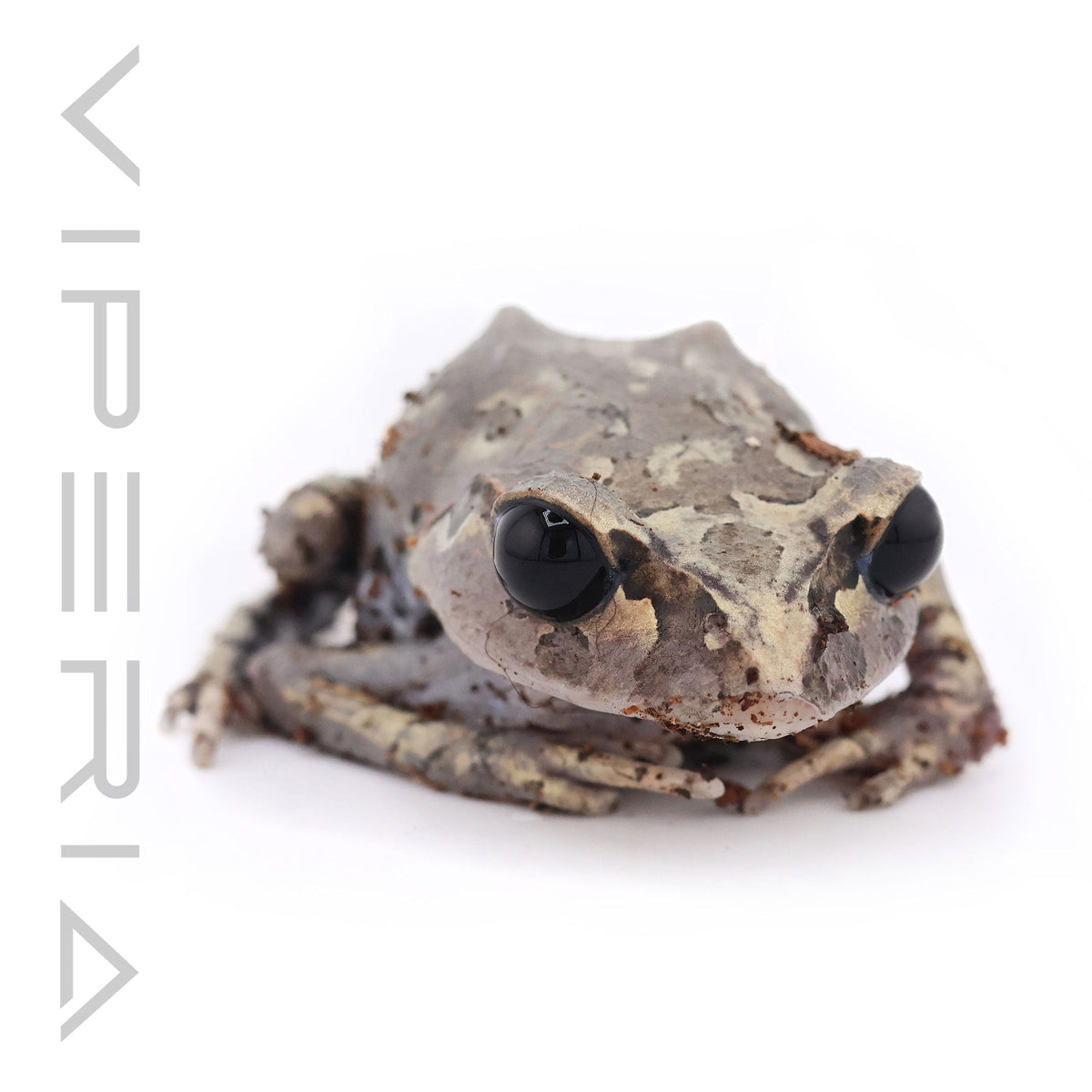 Hasselt's Toad
