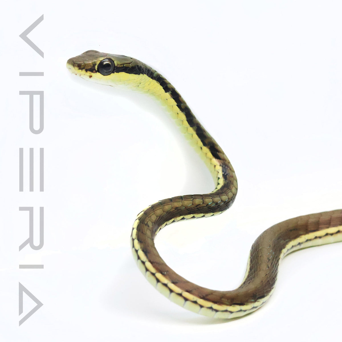 Common Bronzeback