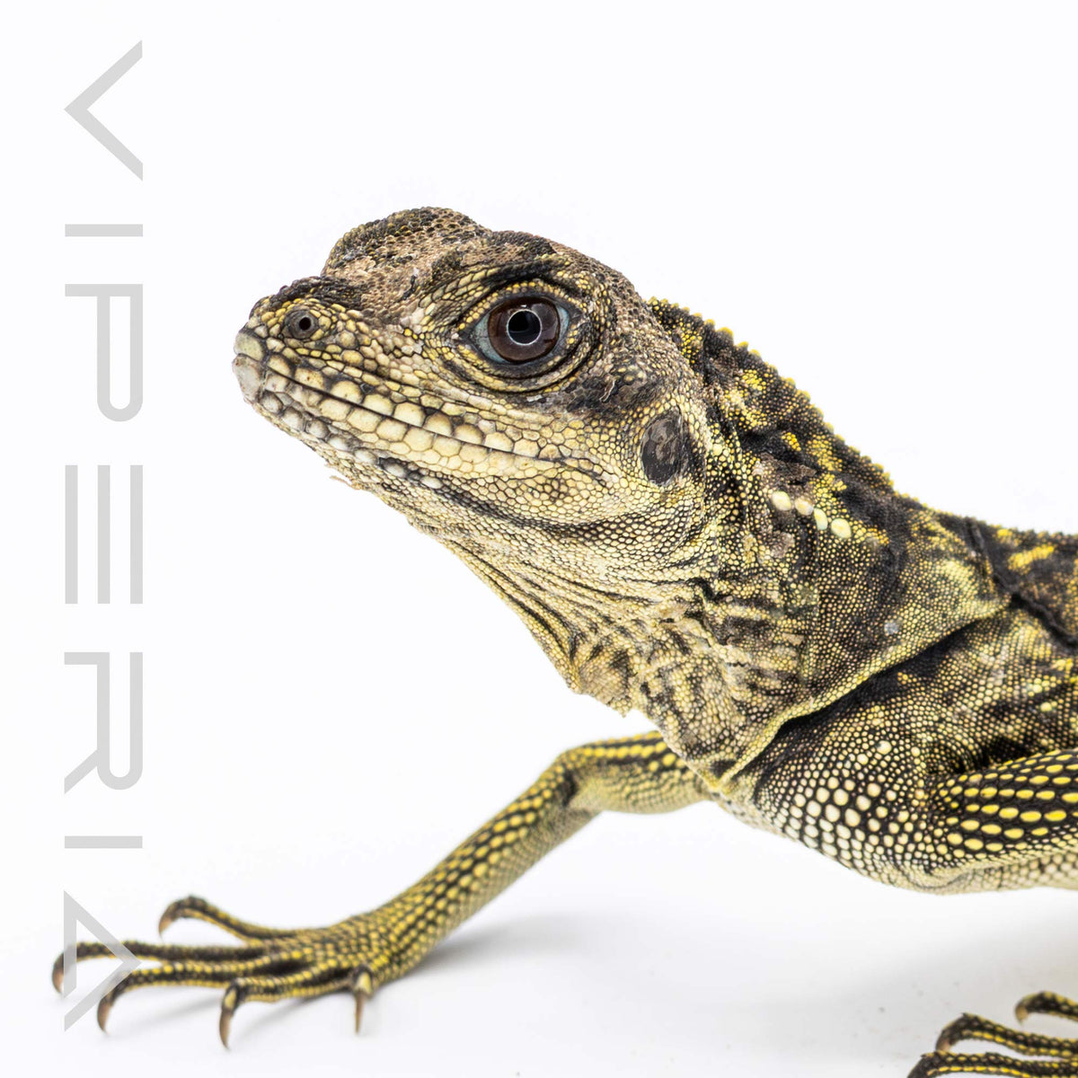 Indonesian Giant Sailfin Dragon