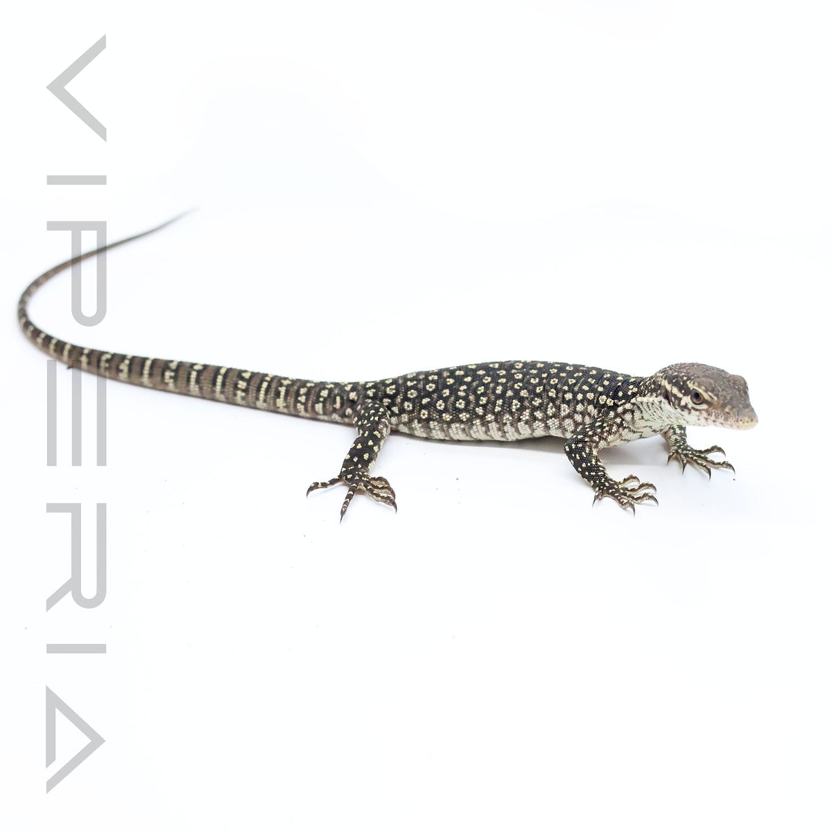 Timor Monitor