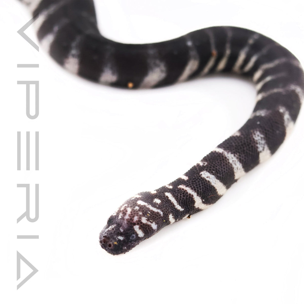 Little File Snake
