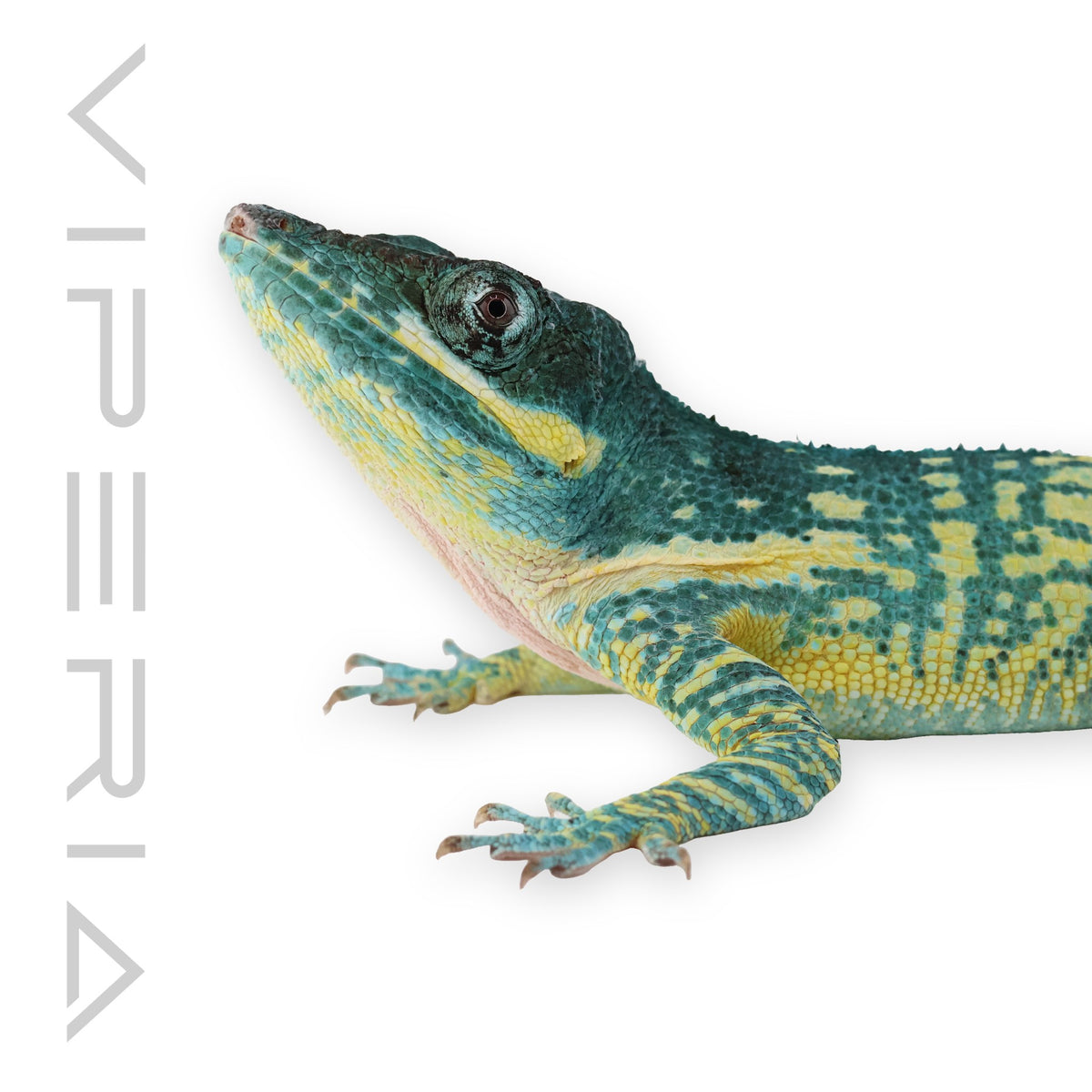 Blue Beauty Anole