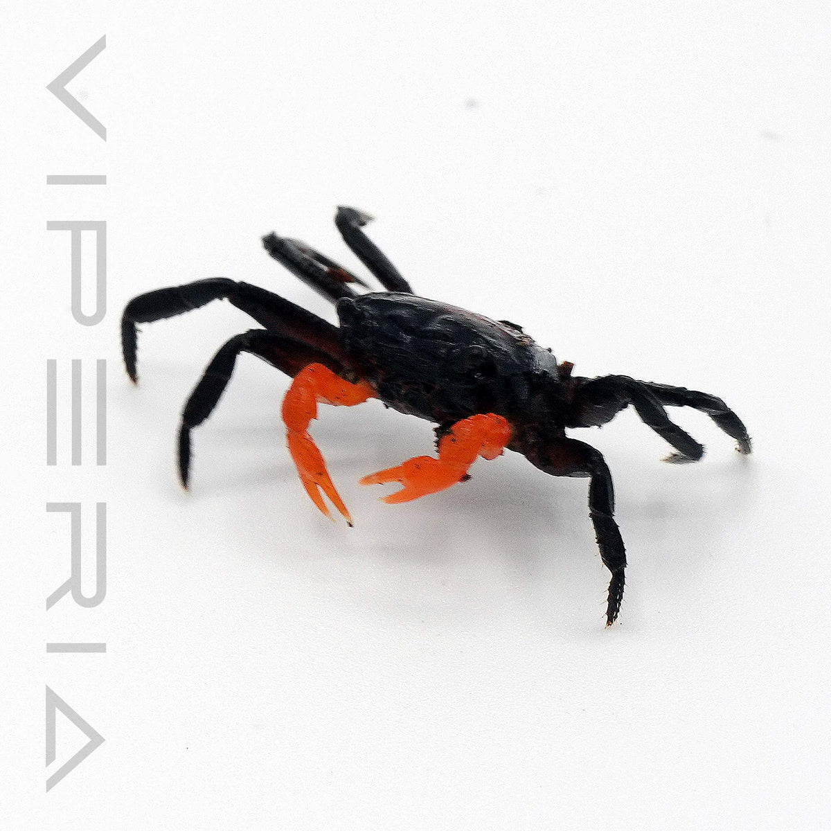 Orange Arm Crab