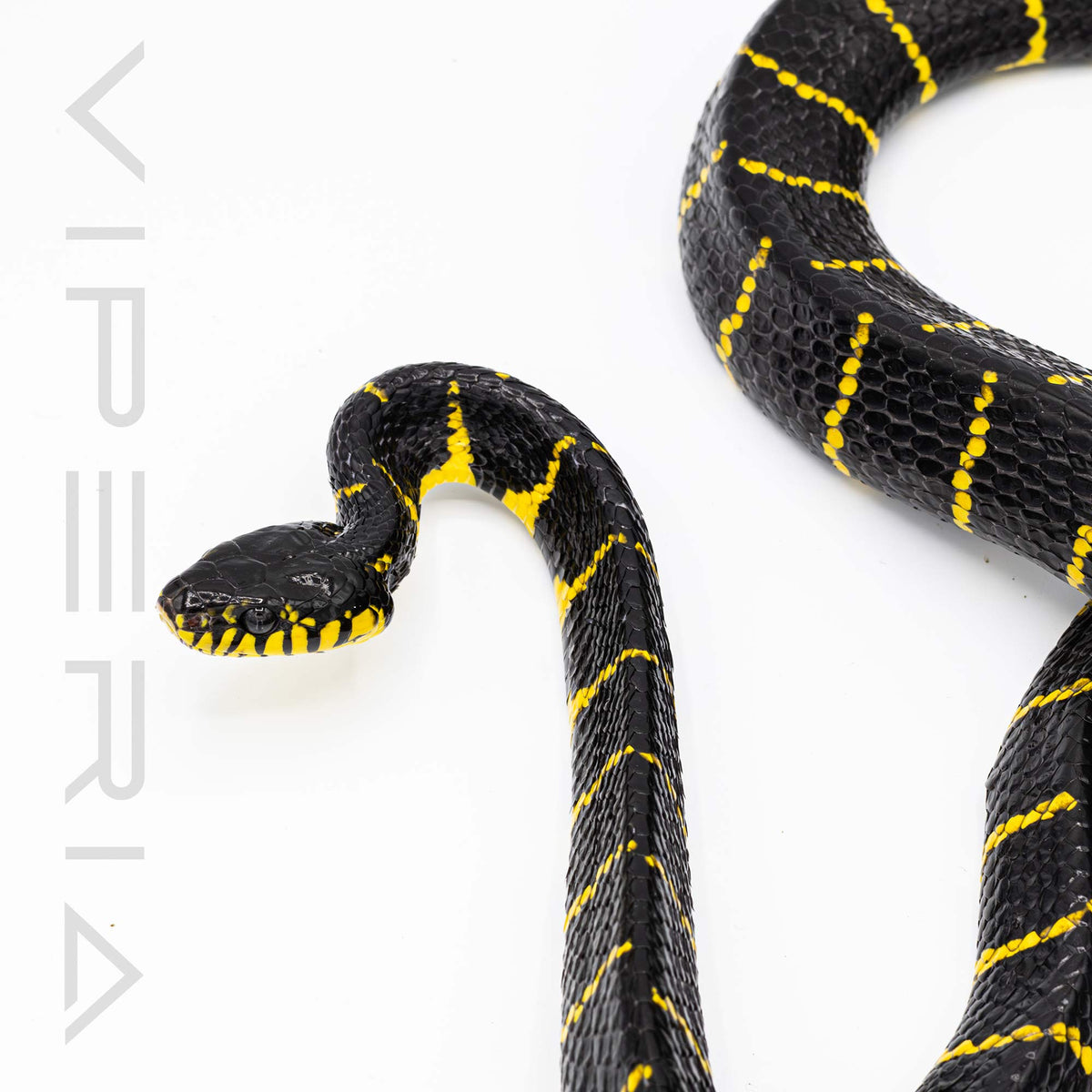 Mangrove Snake