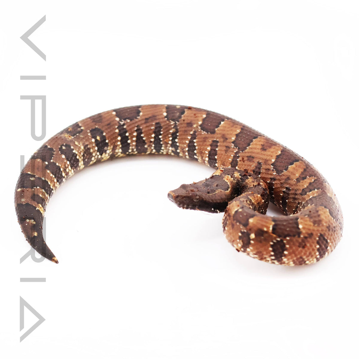 Papuan Ground Boa