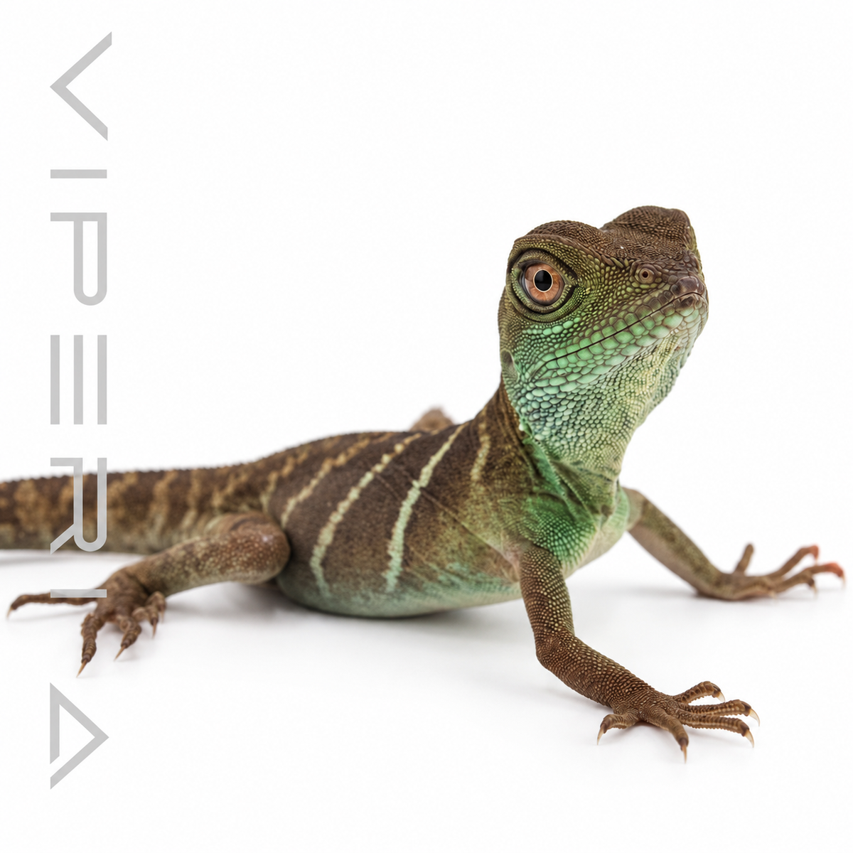 Chinese Water Dragon