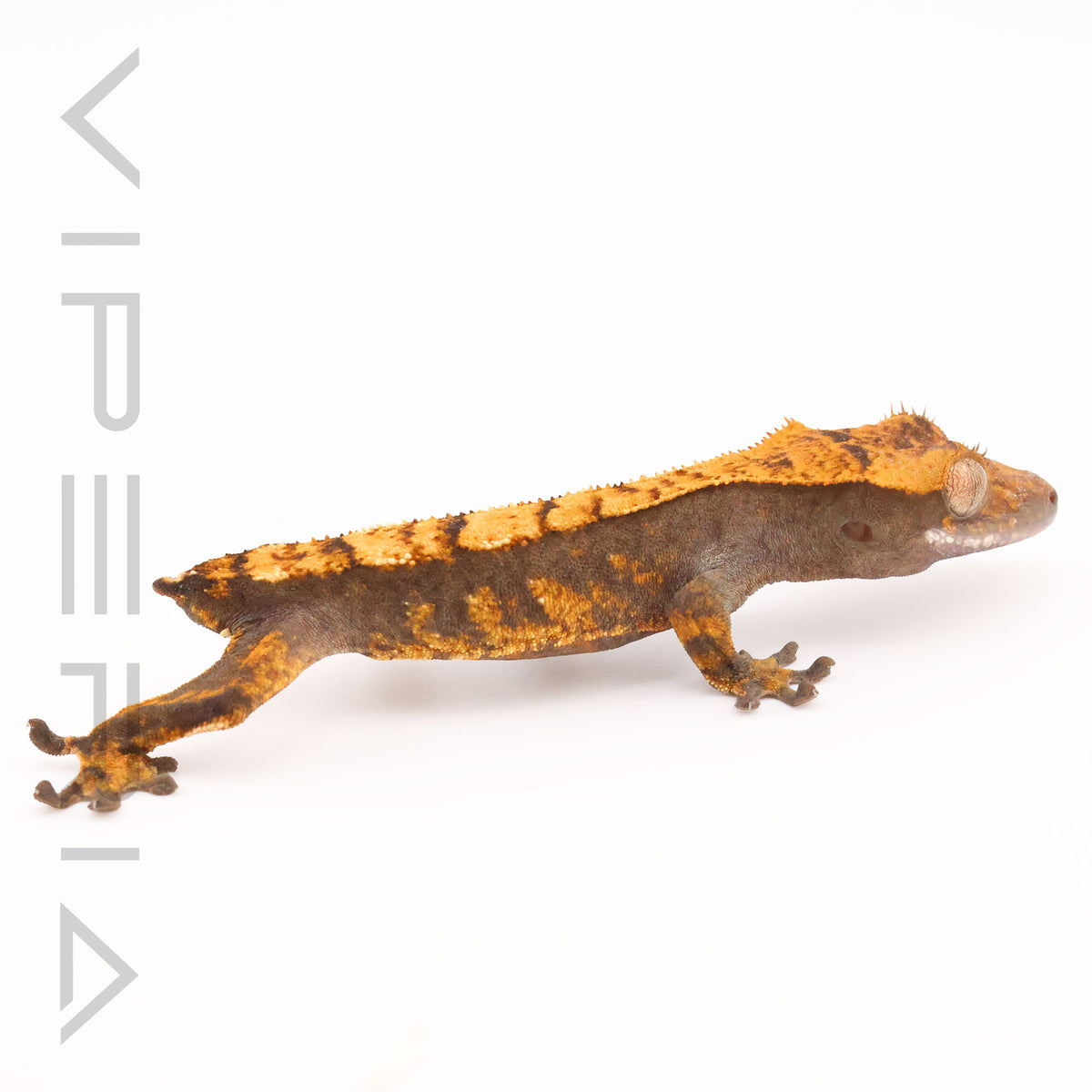 Mixed Morph Crested Gecko