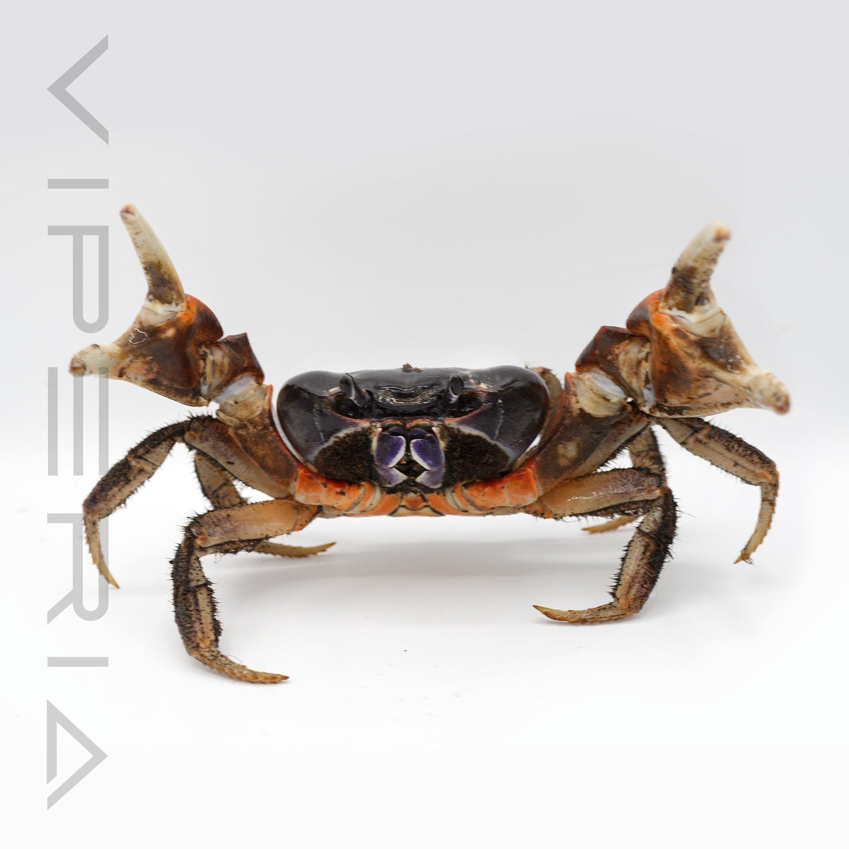 Red armed giant crab