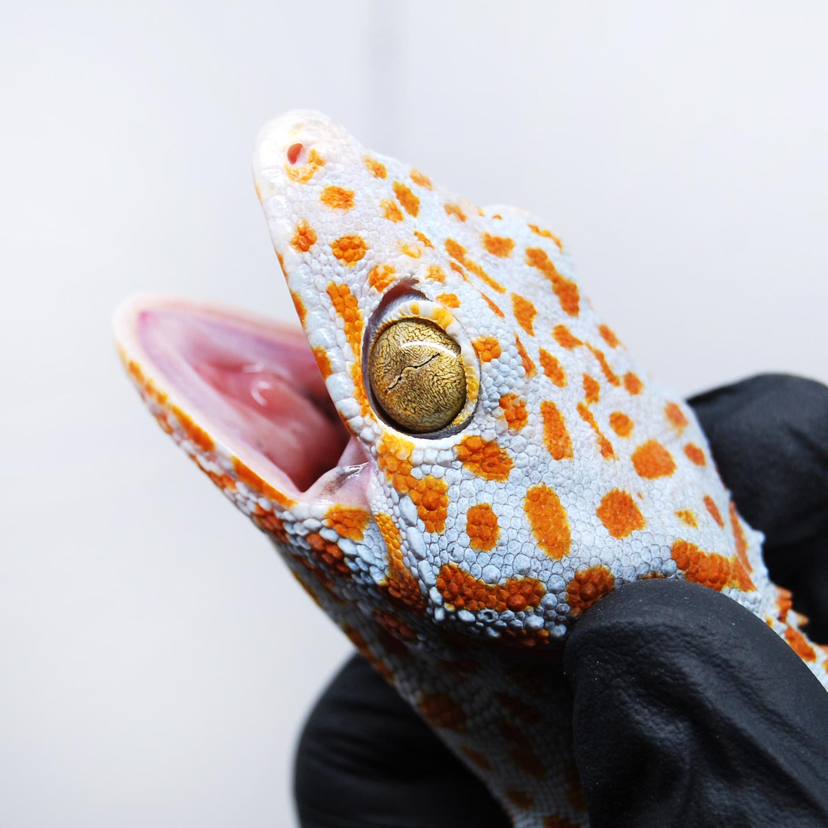 Bold 115 Tokay Gecko
