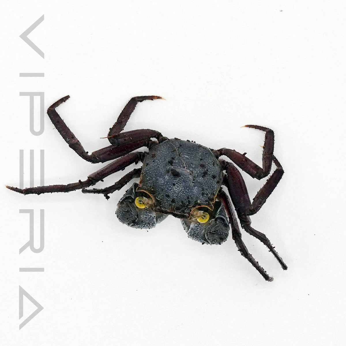 Graphite Grey Vampire Crab