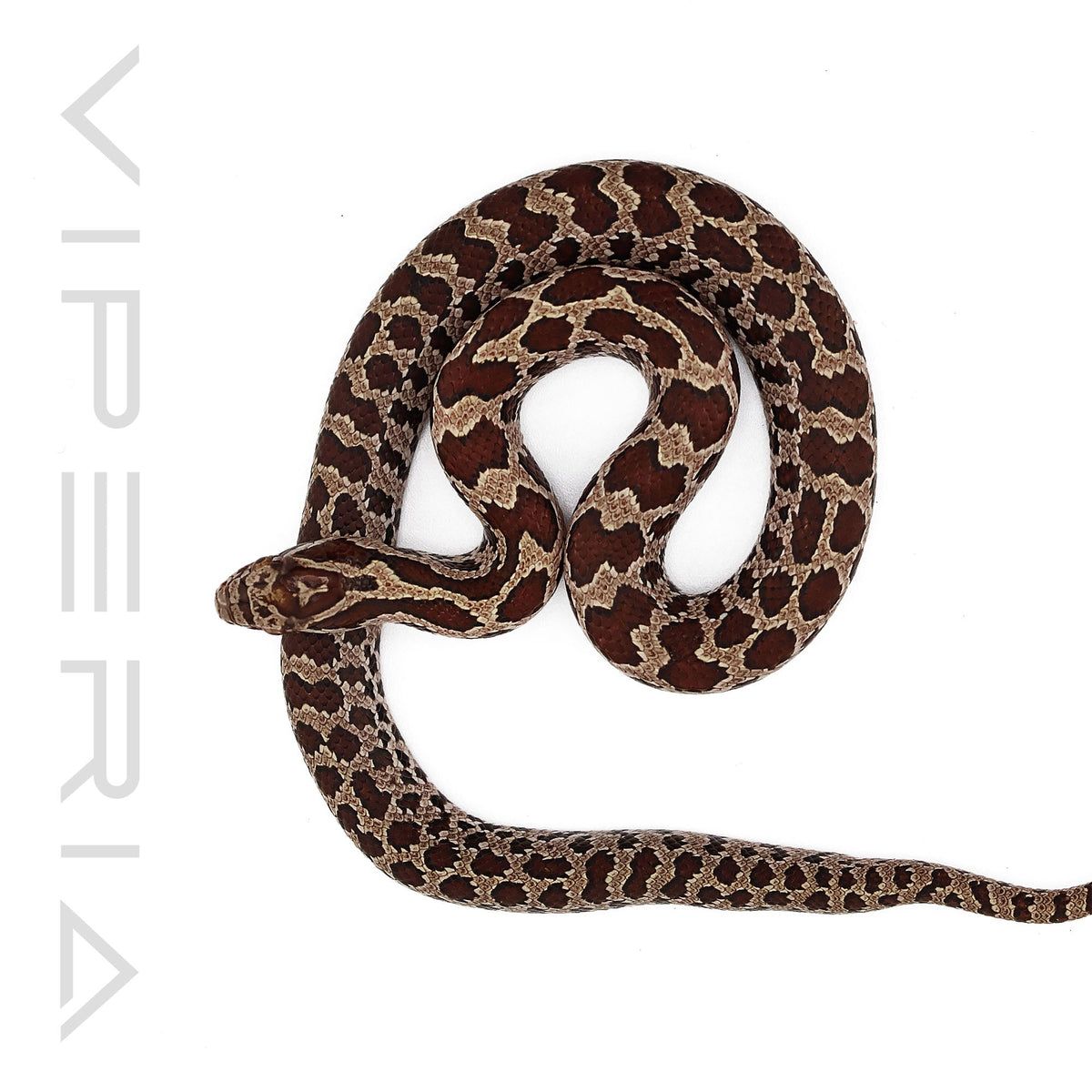 Great Plains Rat Snake