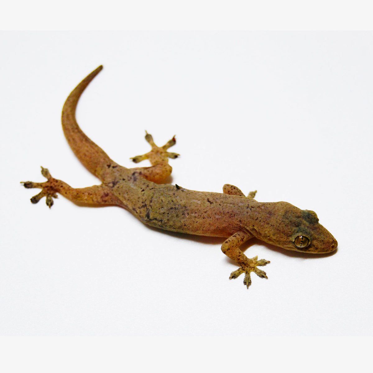 House Gecko