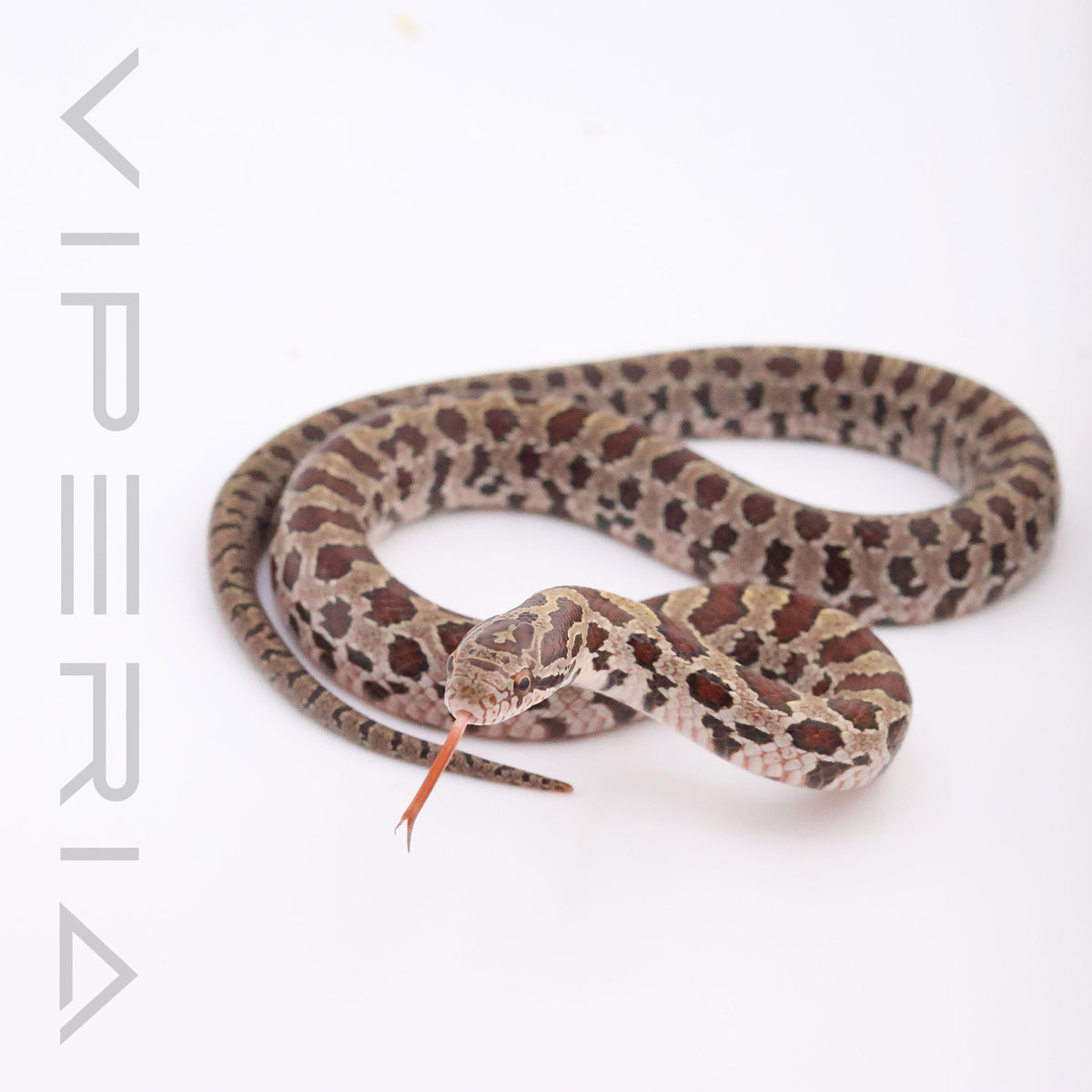 Prairie Kingsnake