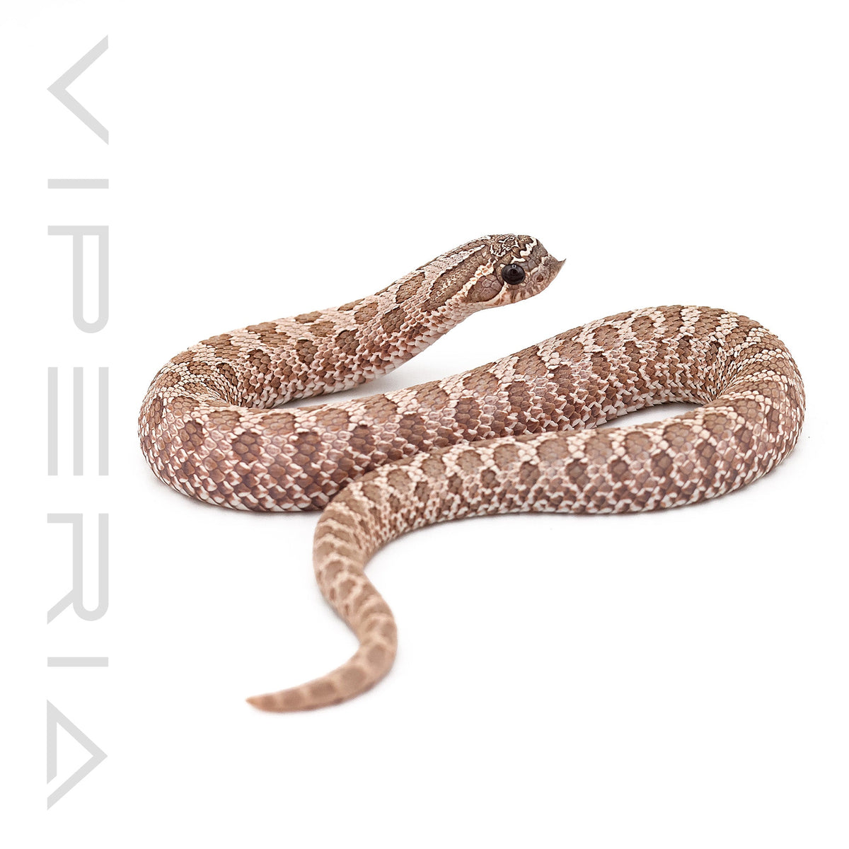 Lavender Hognose het Mercury