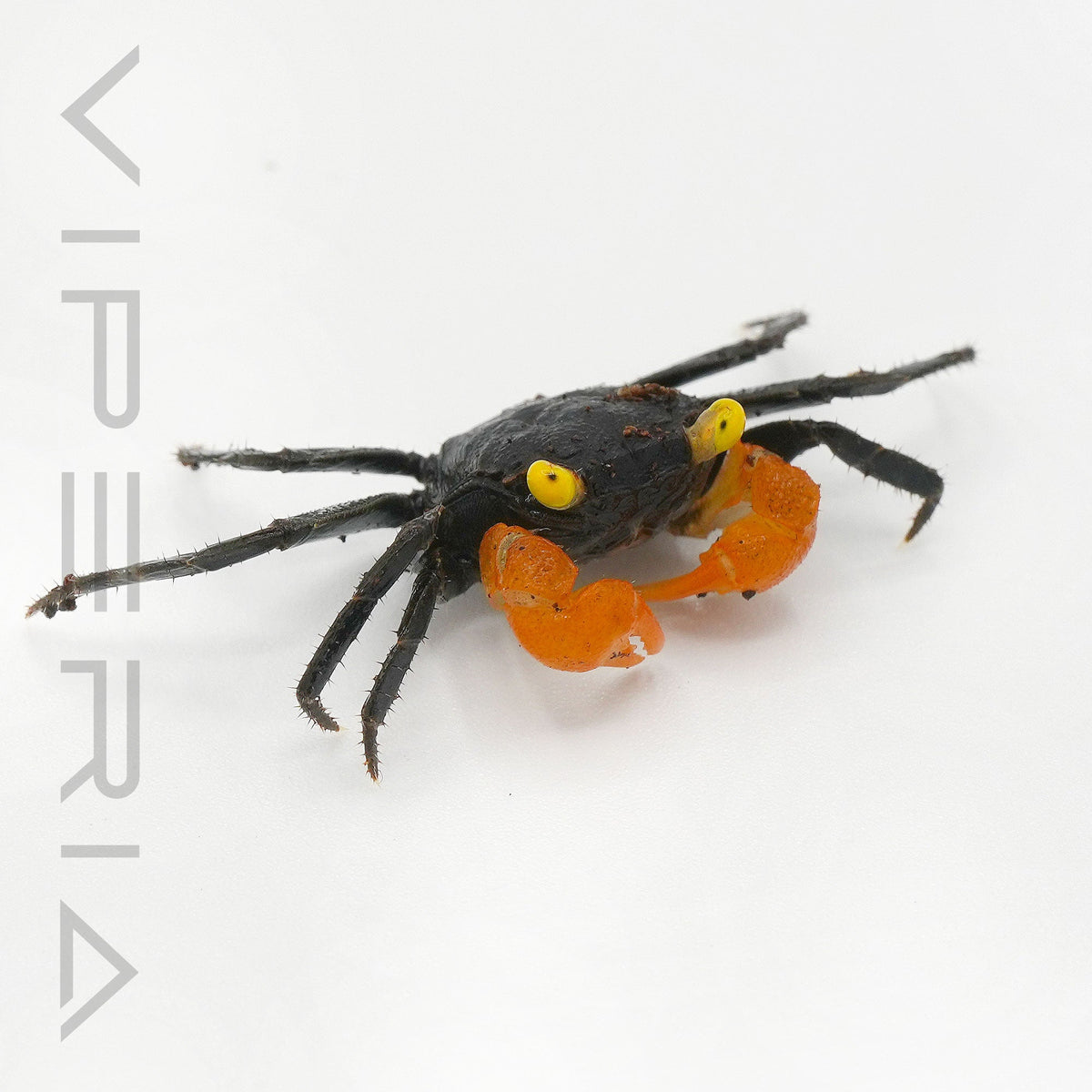 Leacude Vampire Crab