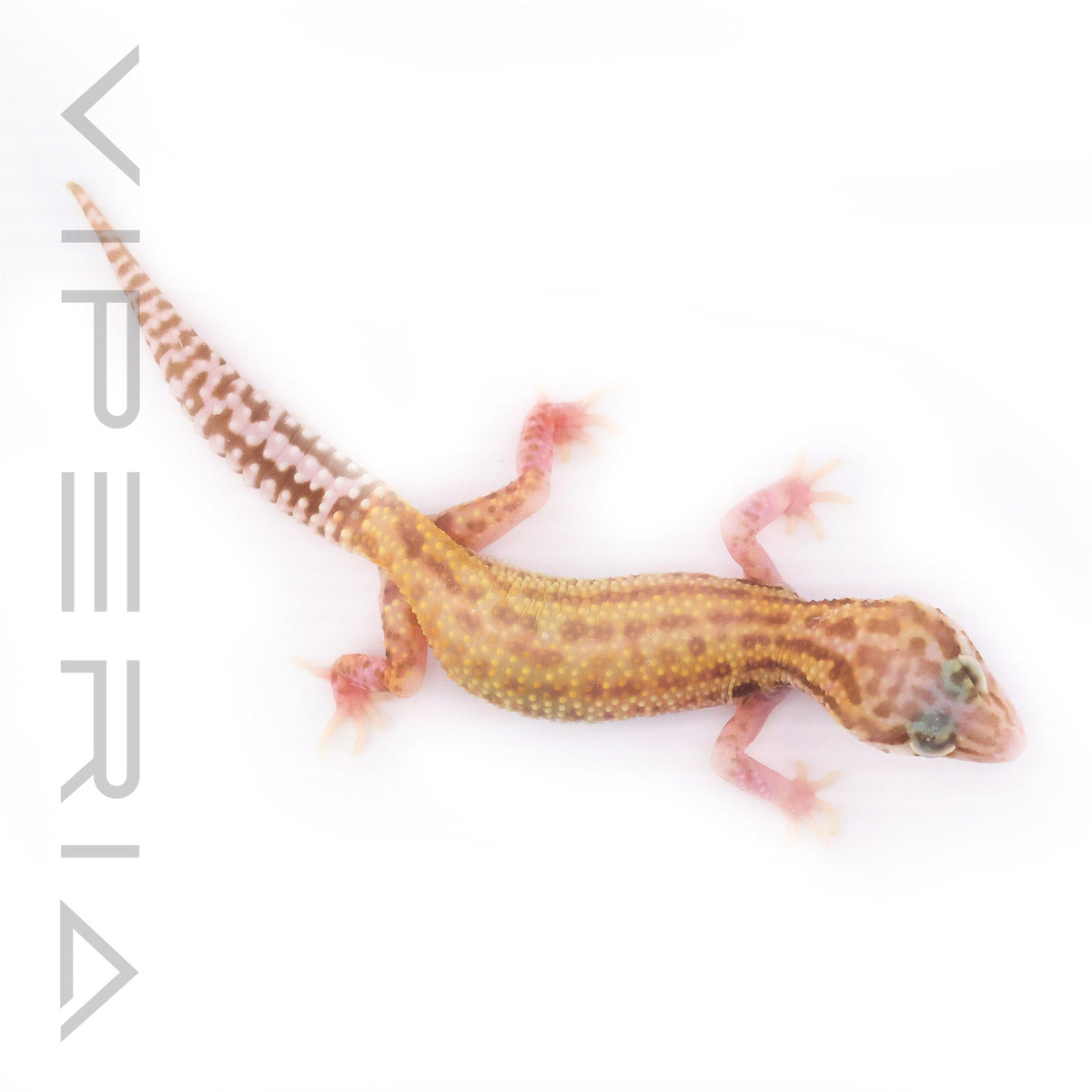 Mixed Morph Leopard Gecko