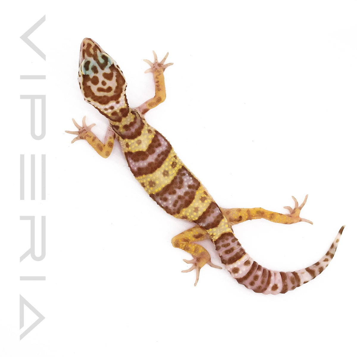 Mack Snow Leopard Gecko