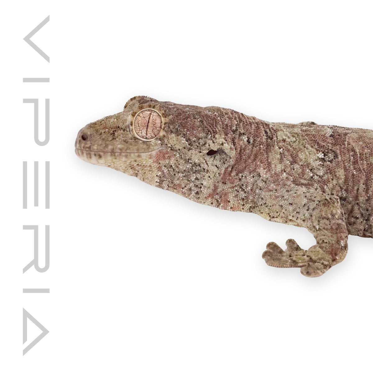 Chahoua gecko