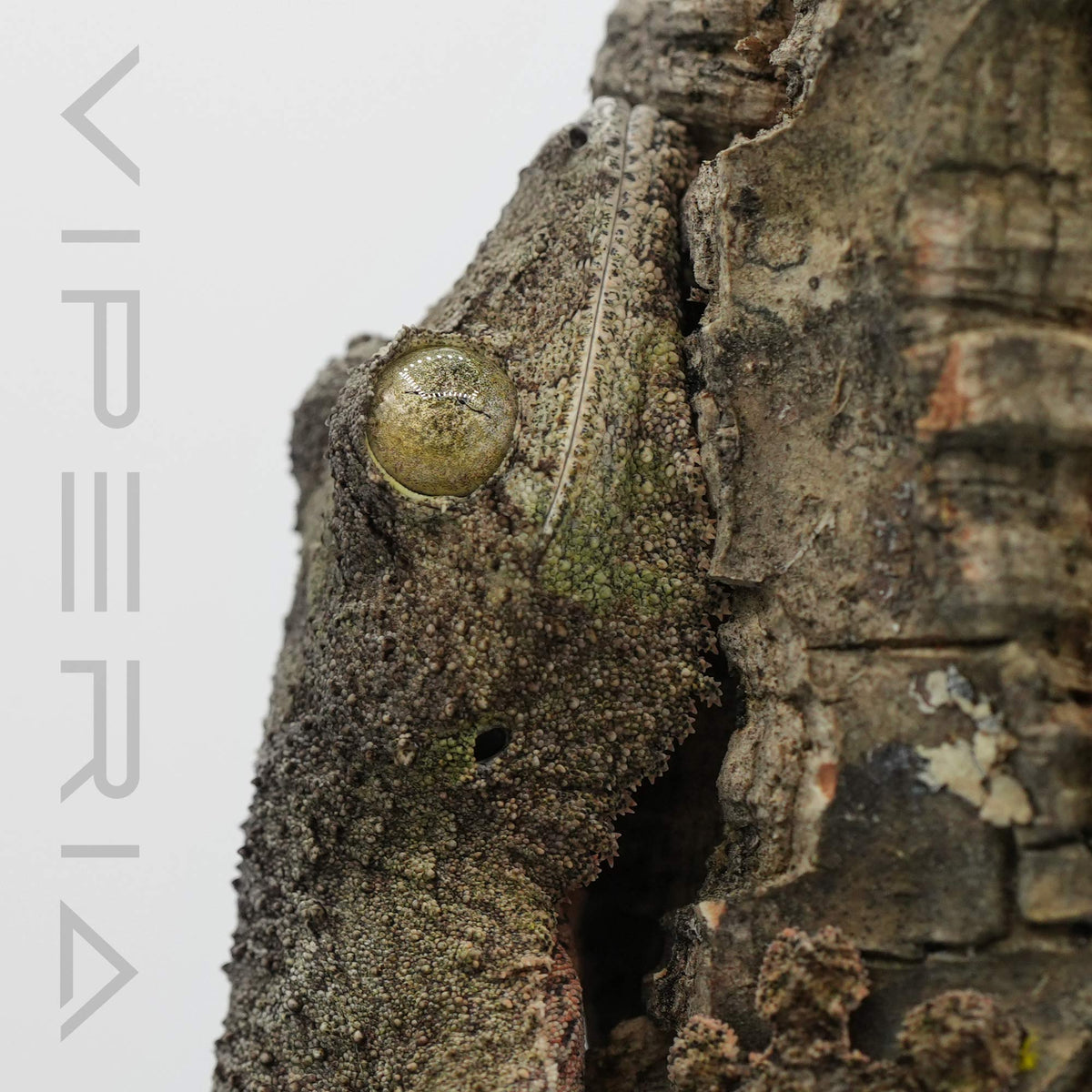 Mossy Leaf Tail Gecko