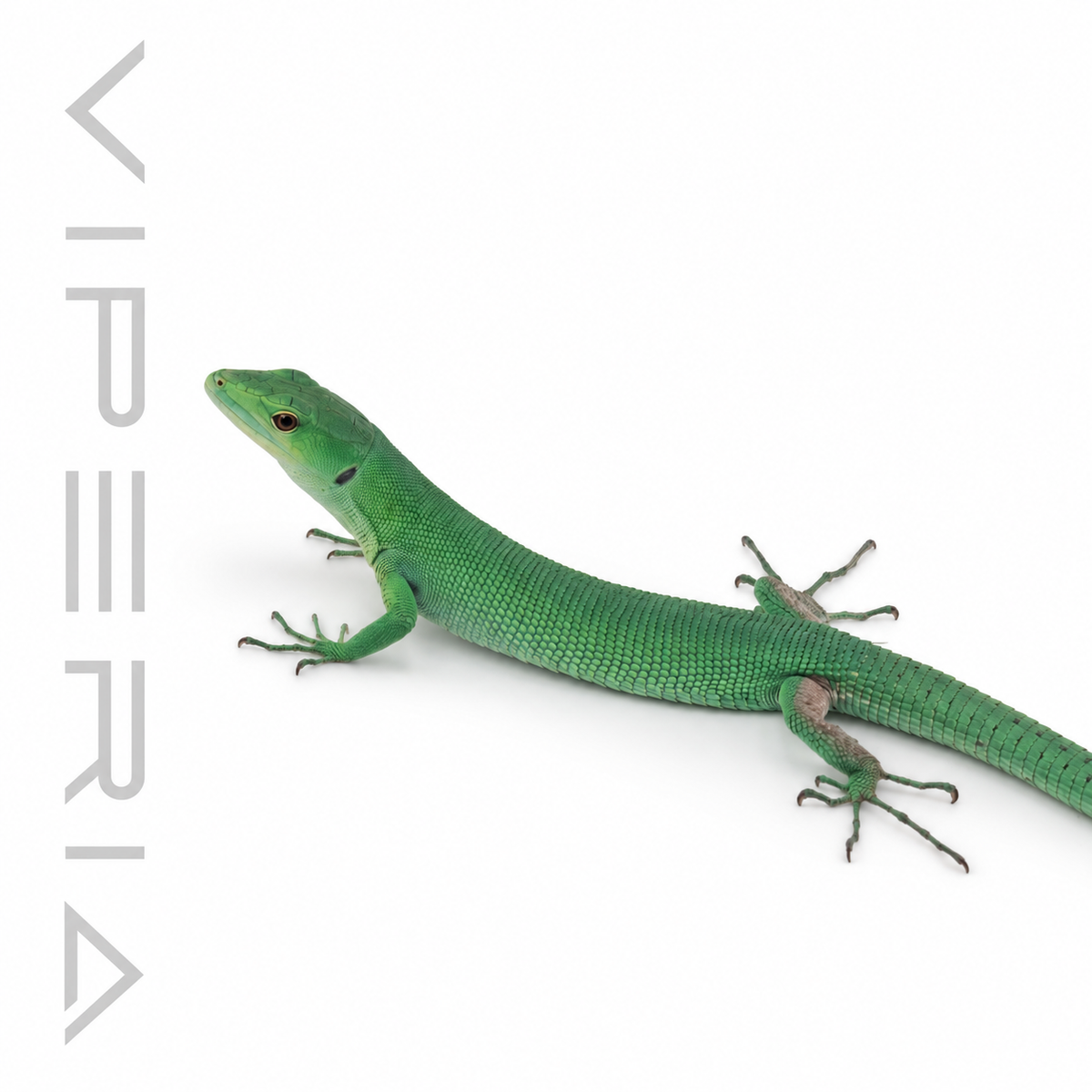 Green Keel-Bellied Lizard