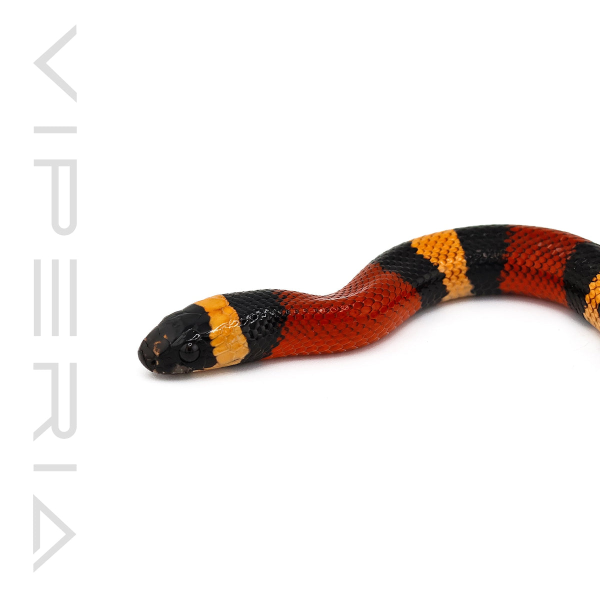Orange Pueblan Milksnake
