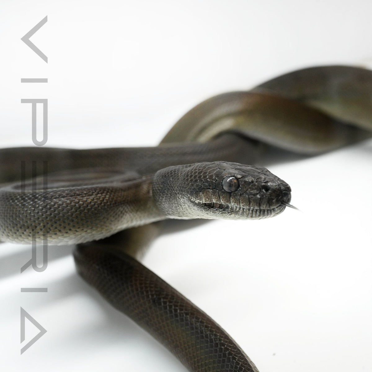 Papuan Olive Python