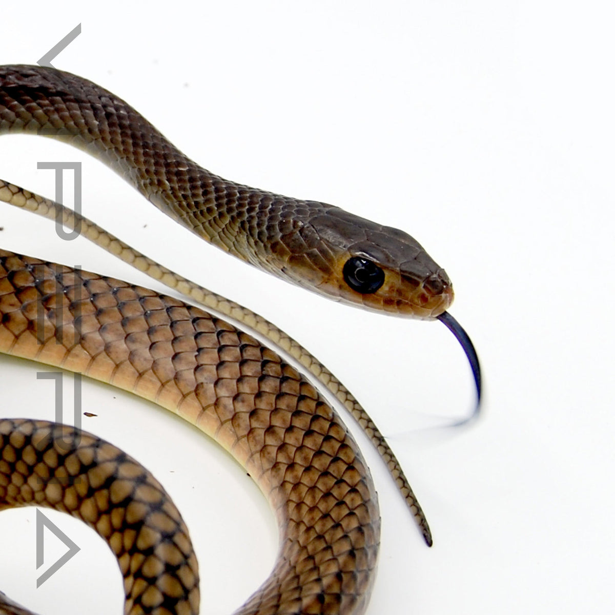 Chinese Rat Snake