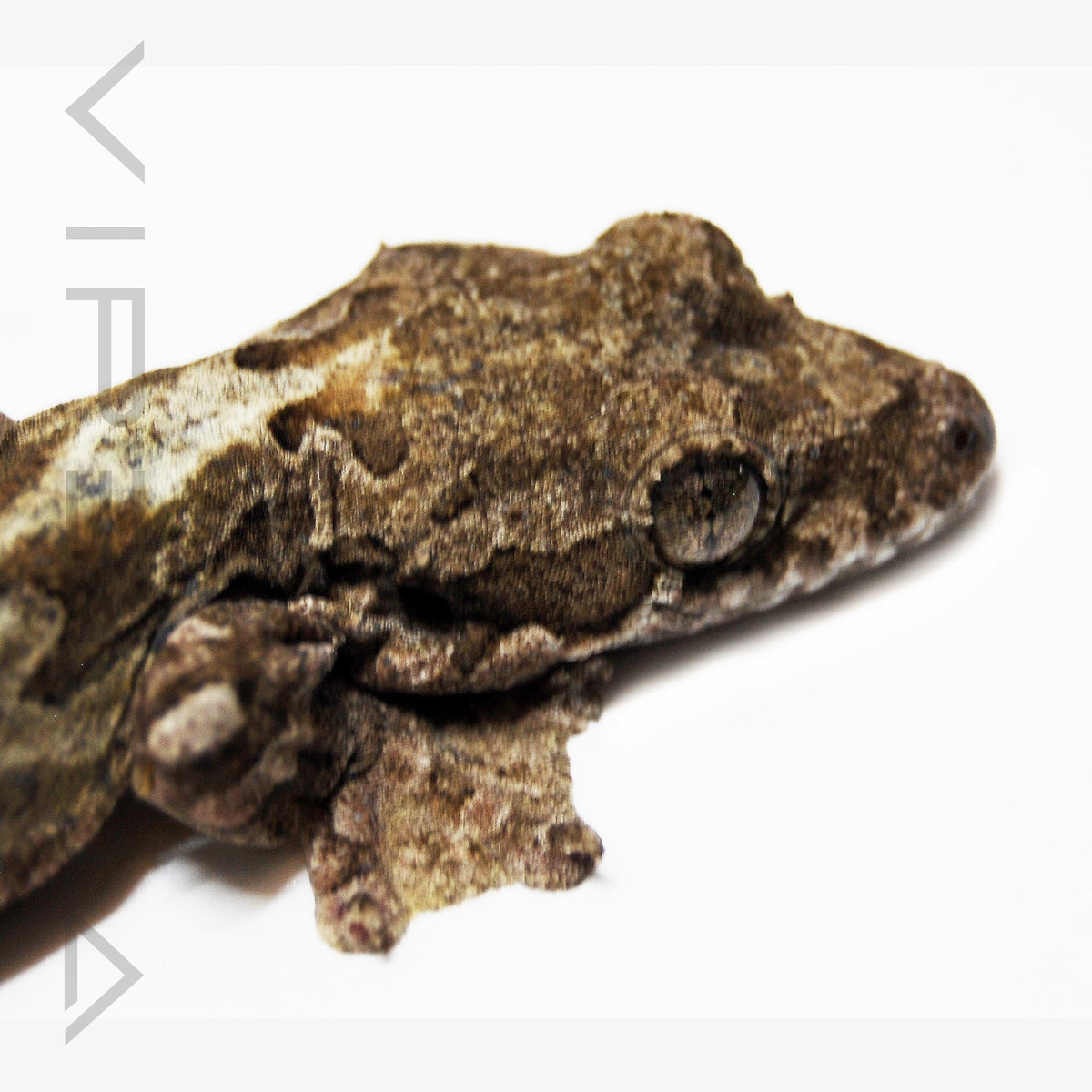 Kuhl's Flying Gecko