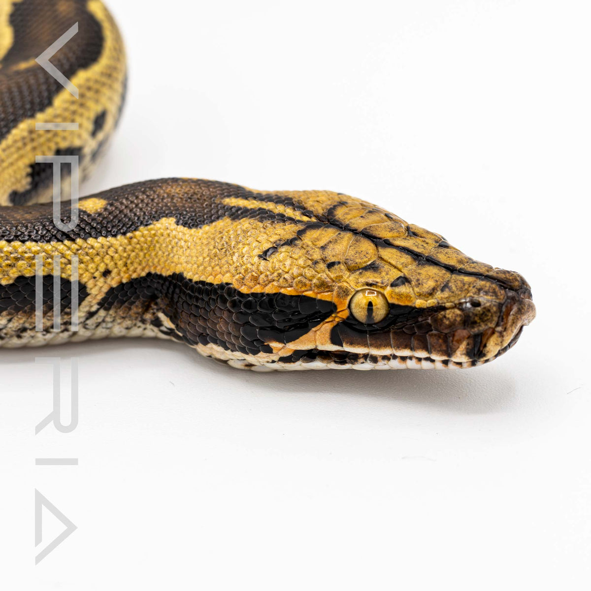 Short Tail Python