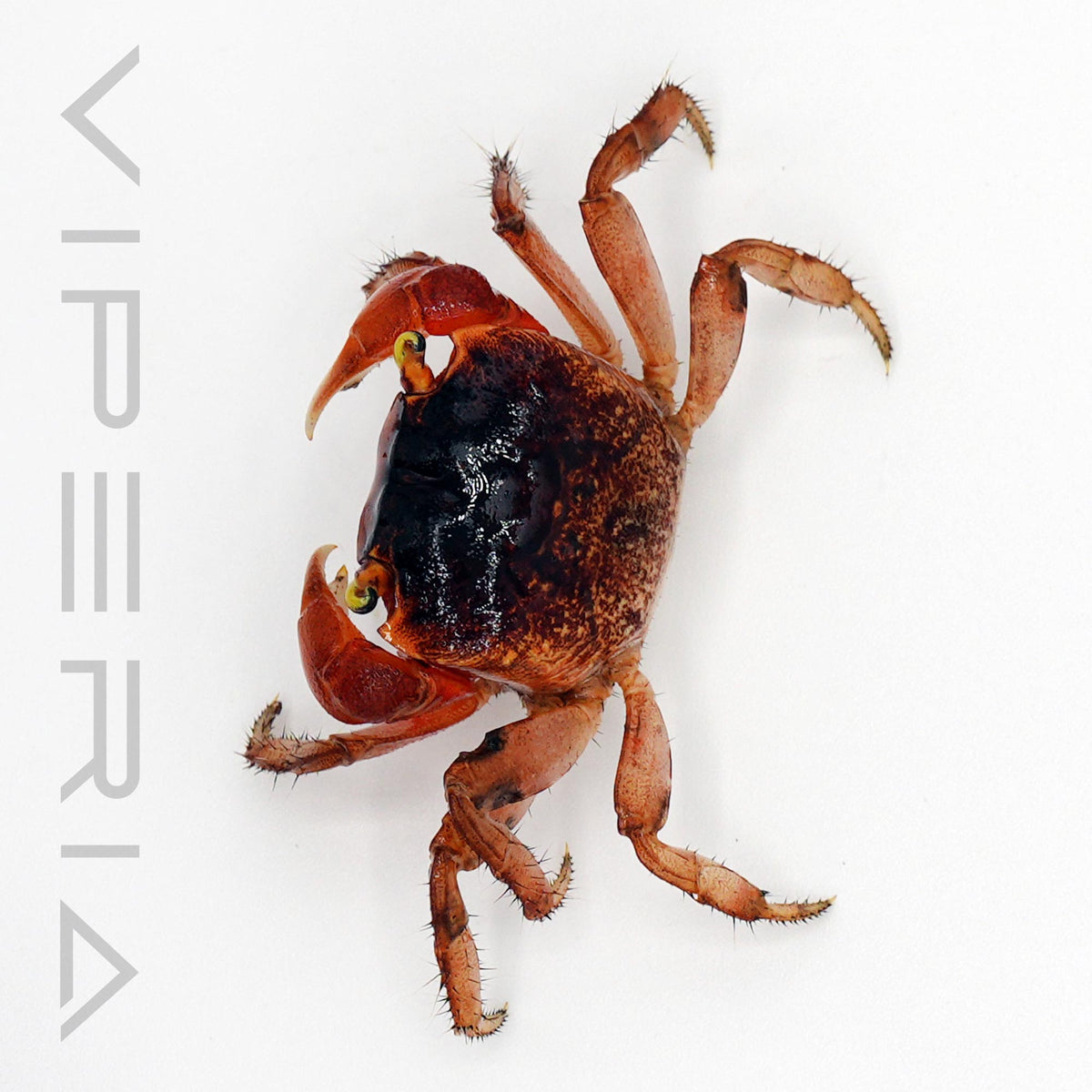 Red Apple Crab