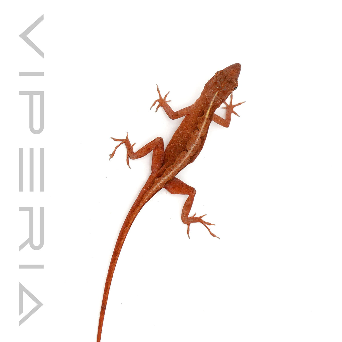Red Phase Brown Anole