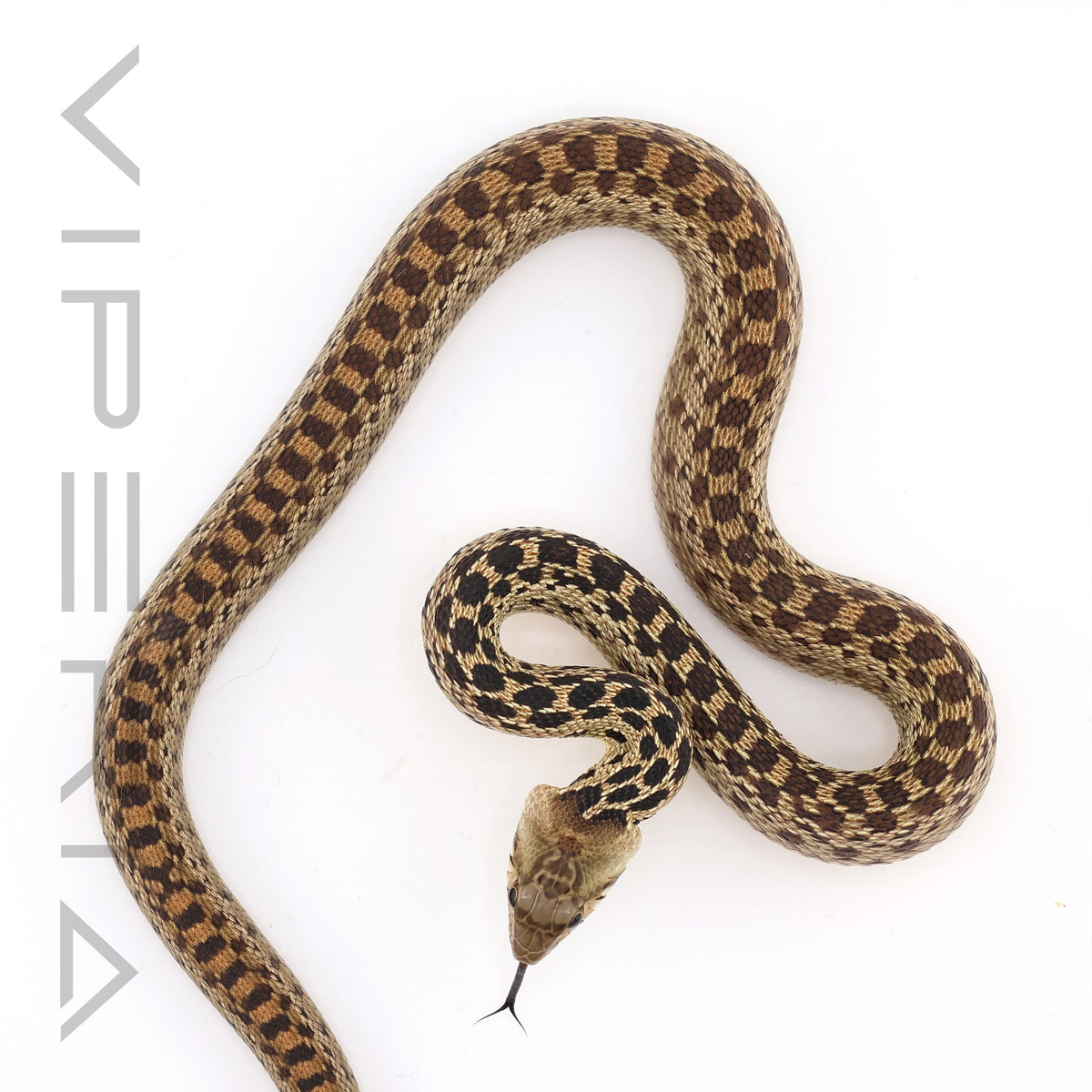 San Diego Gopher Snake