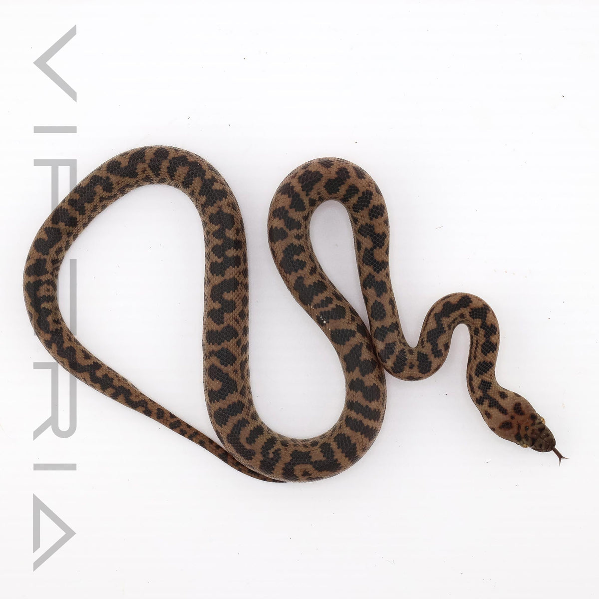 Spotted Python