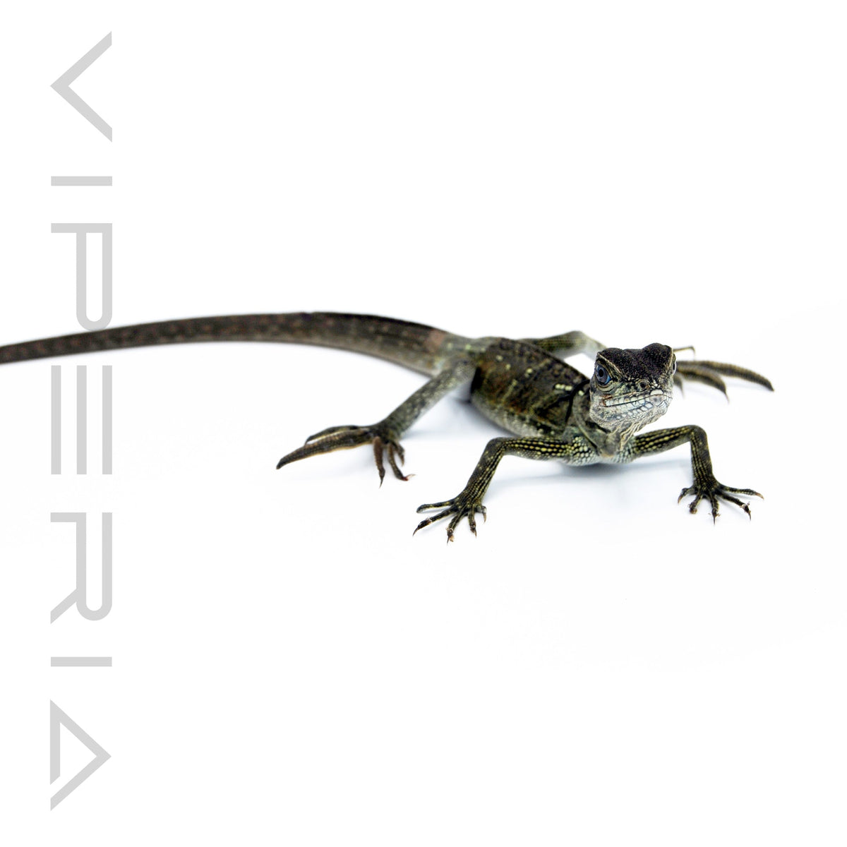 Halmahera Sailfin Dragon