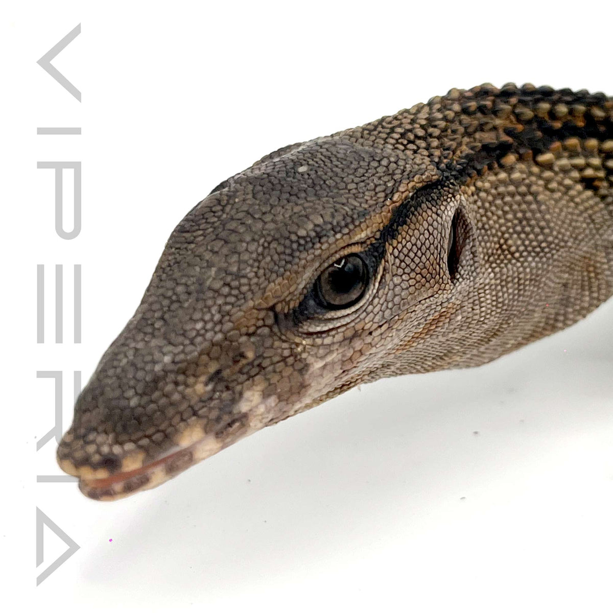 Black Rough-Neck Monitor