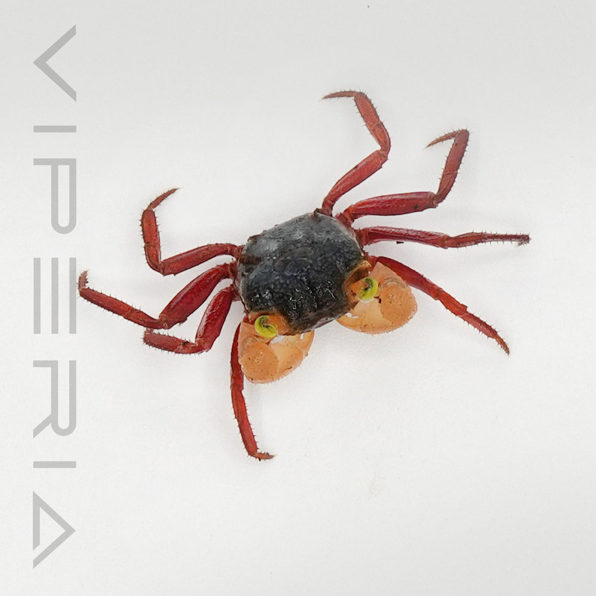 White mandarin vampire crab