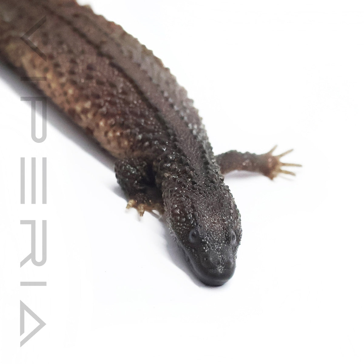 Borneo Earless Monitor