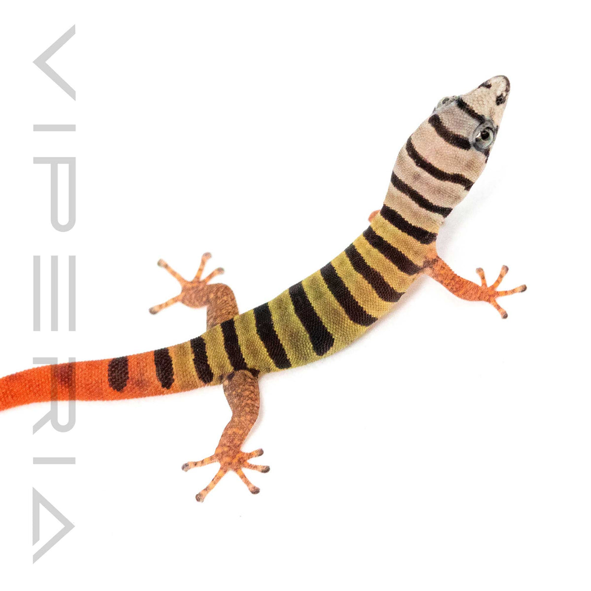 Ashy Gecko