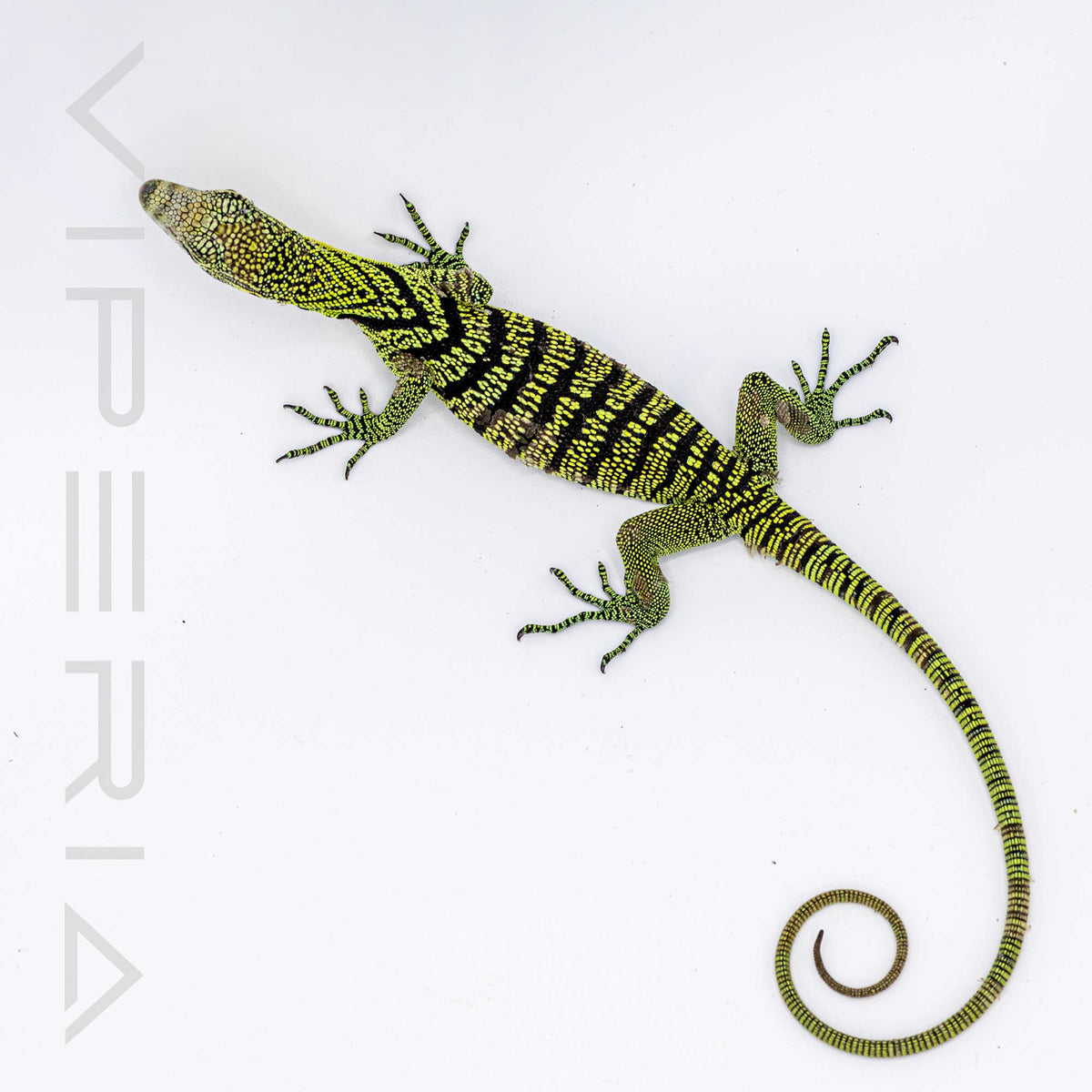 Yellow Tree Monitor