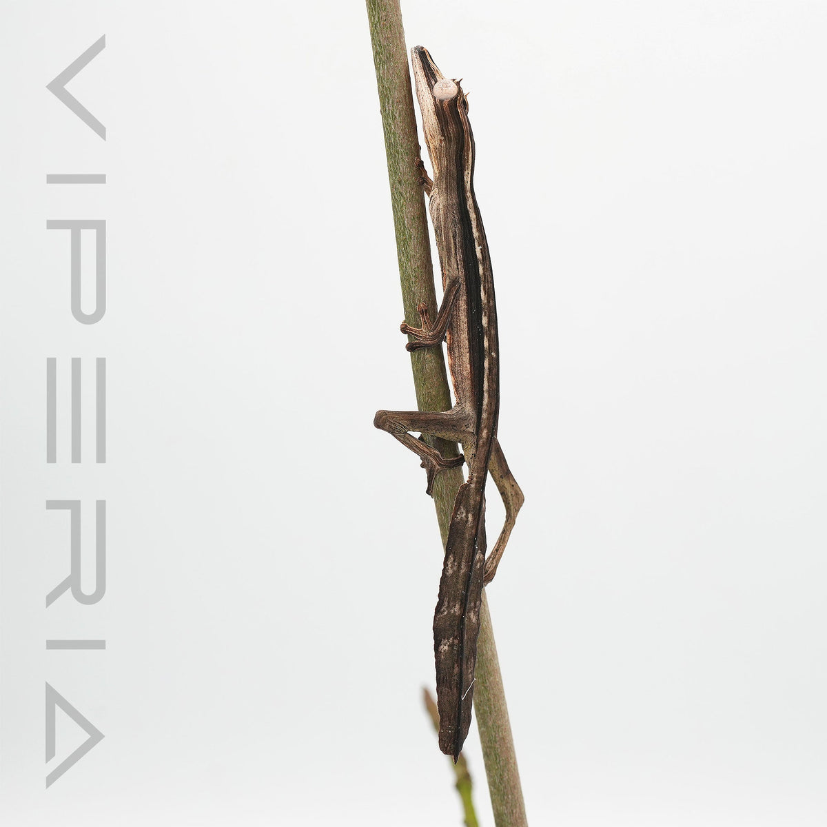 Lined Leaf Tail Gecko