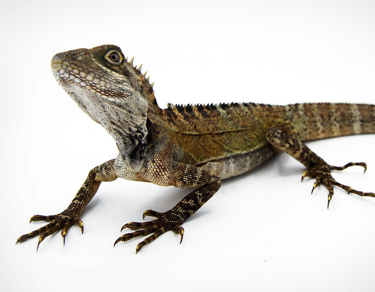 Lizards
