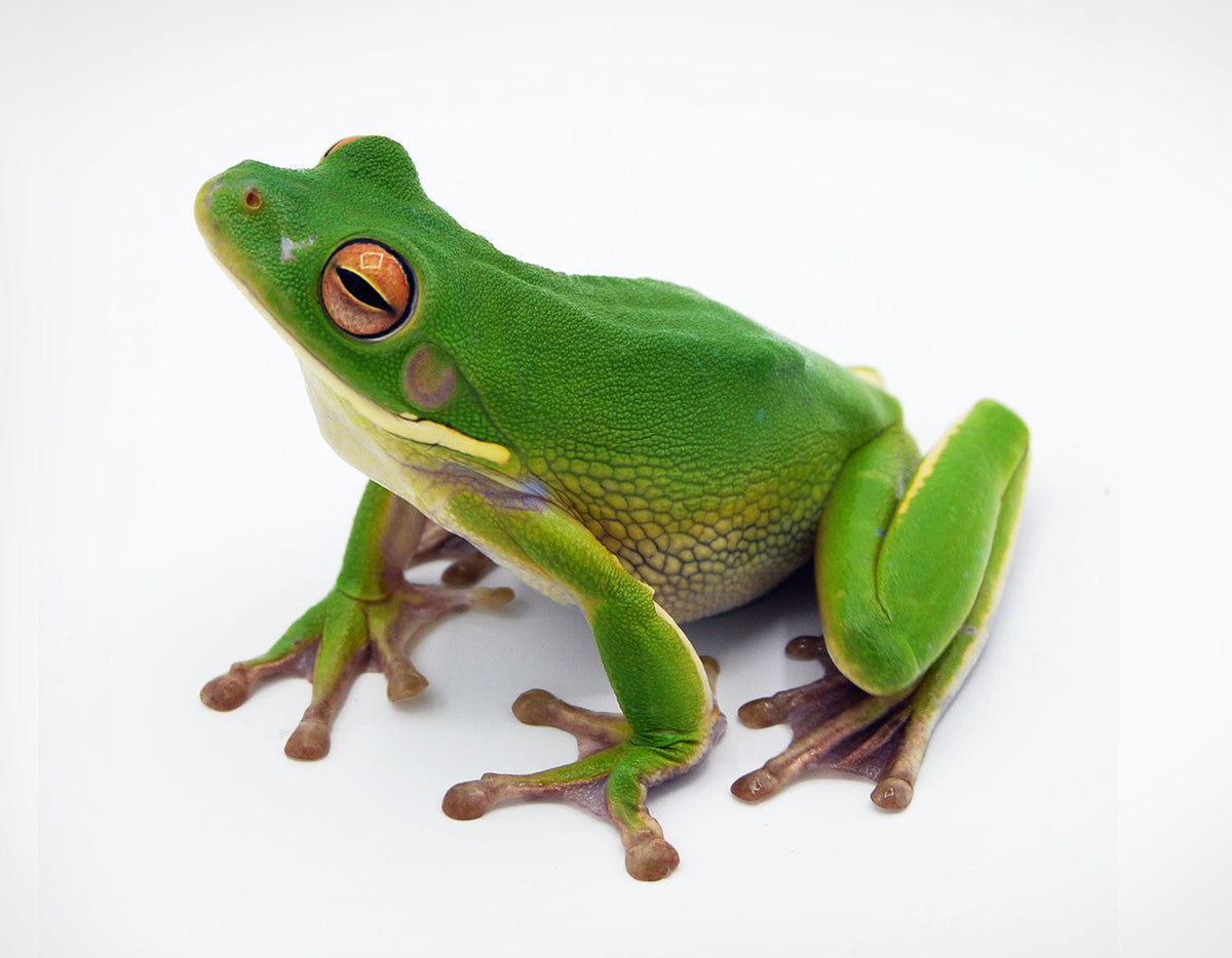 Amphibians
