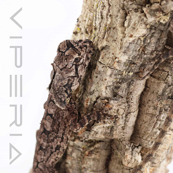 Frilled-Neck Dragon