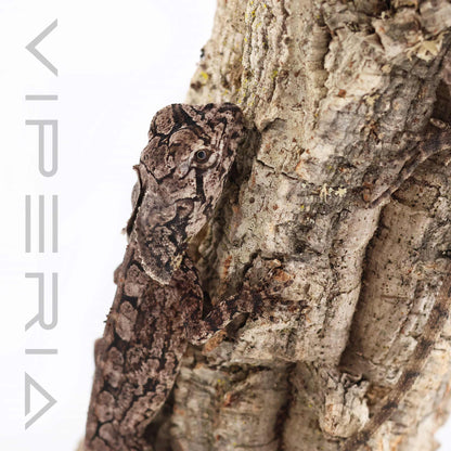 Frilled-Neck Dragon