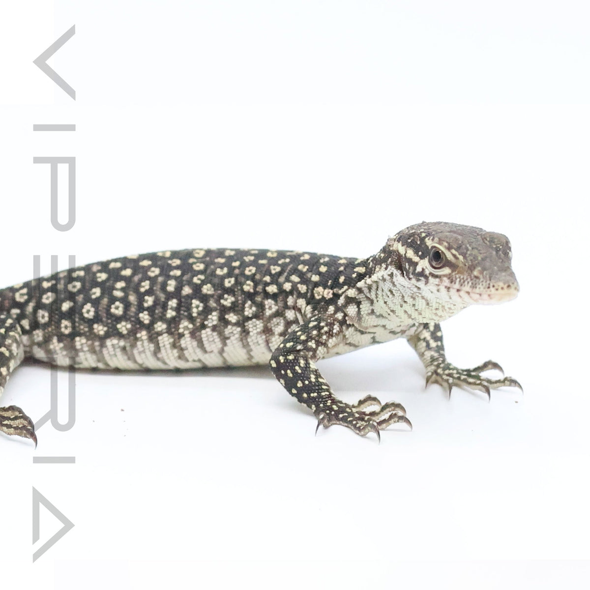 Timor Monitor