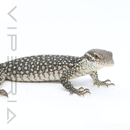 Timor Monitor