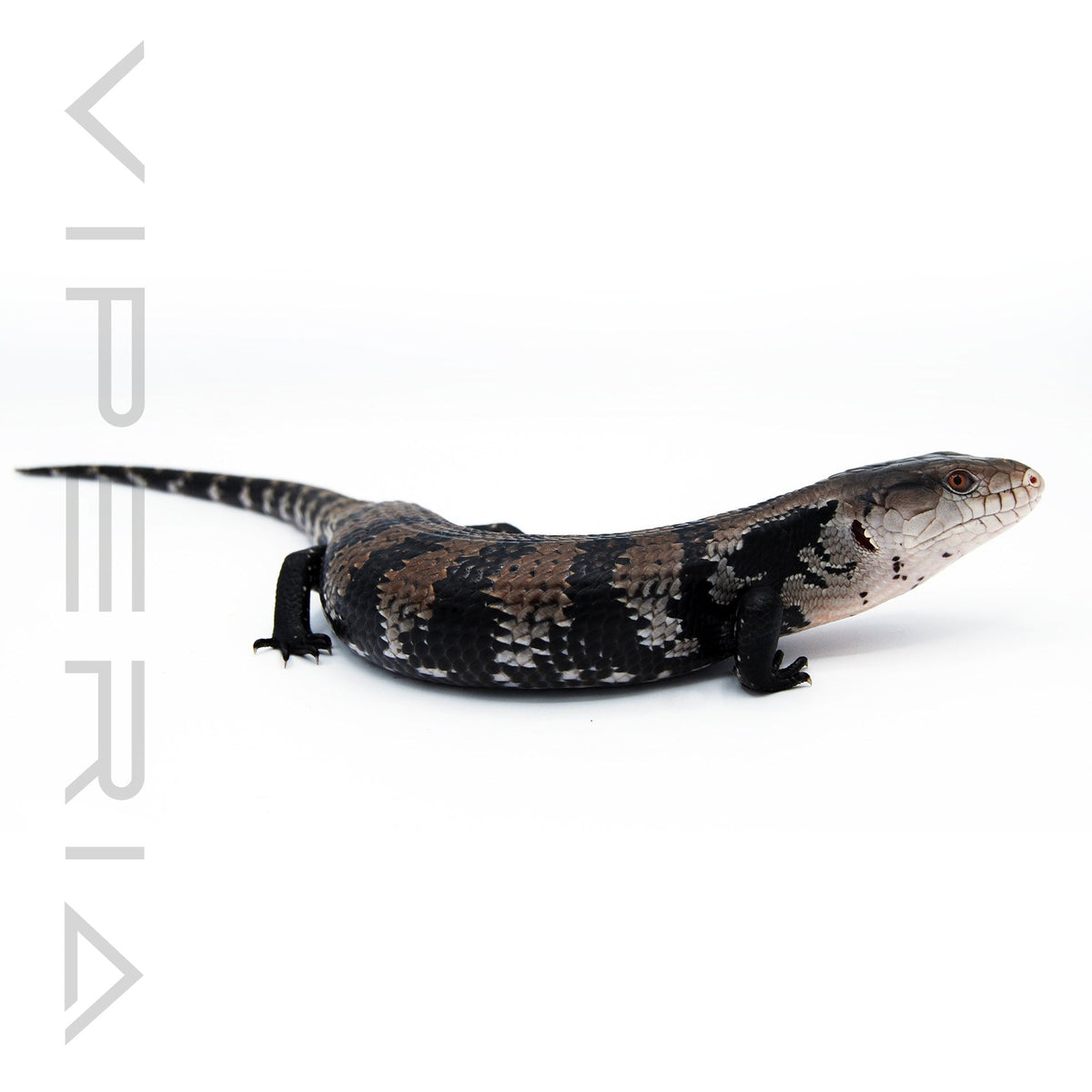 Blue Tongue Skink
