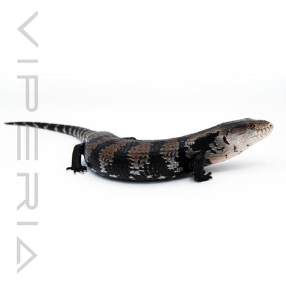 Blue Tongue Skink
