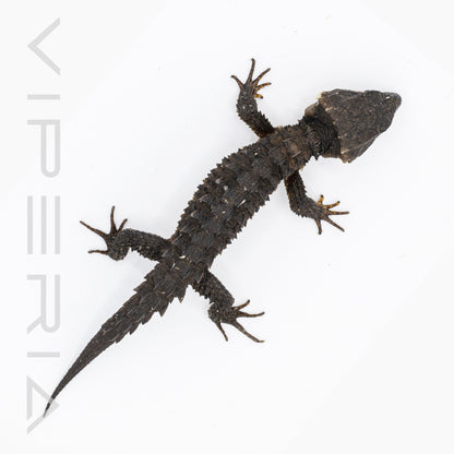 Red Eyed Crocodile Skink